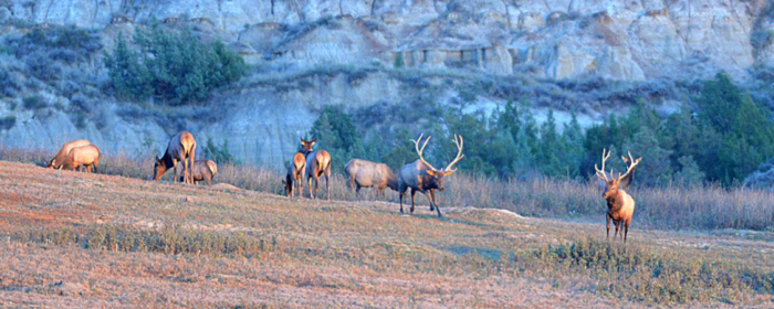 North Dakota Elk