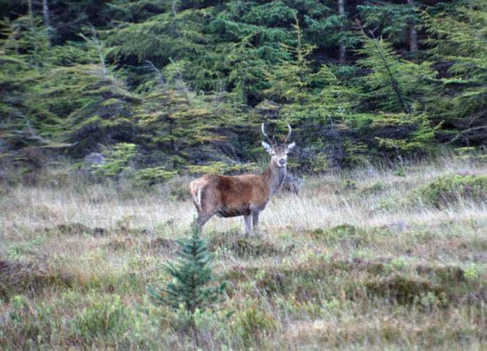 Scottish Red Deer