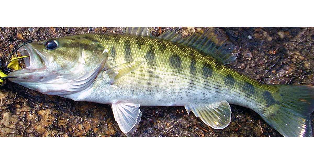 Georgia: 2020 Bass Slam - International Sportsman