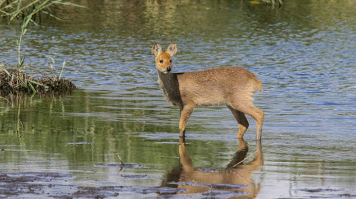 Chinese Water Deer in Norfolk
