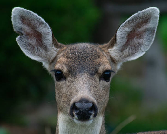 Deer doe looking at camera whitetail