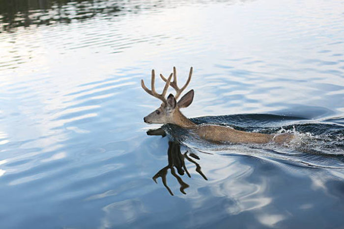 buck deer swimming in mountain lake