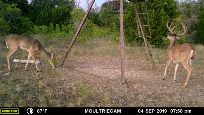 whitetail deer on game camera