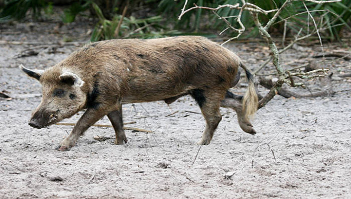 Feral hogs