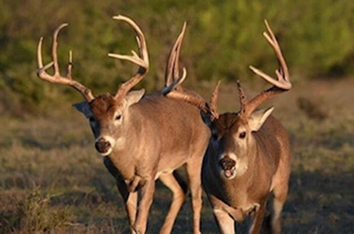 sk yourself, do the kind of bucks you're hunting even exist in your area?