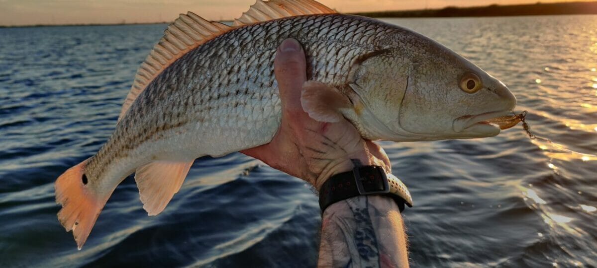 Fishing with a Golden Spoon - Florida Sportsman