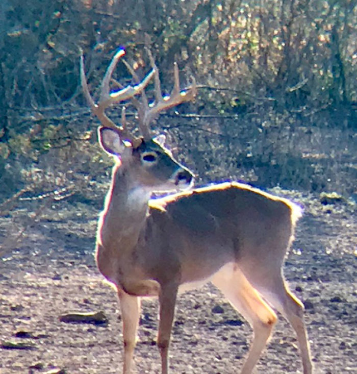 Originally taken at 200-yards, this image isn't perfect but is easily clear enough to distinguish the buck and his features.