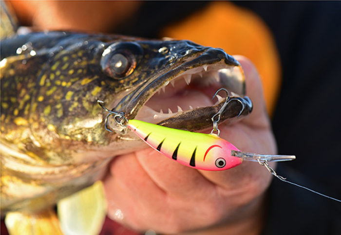 Northland Fishing Tackle’s new Rumble Shad set to shake up the water for multi-species action