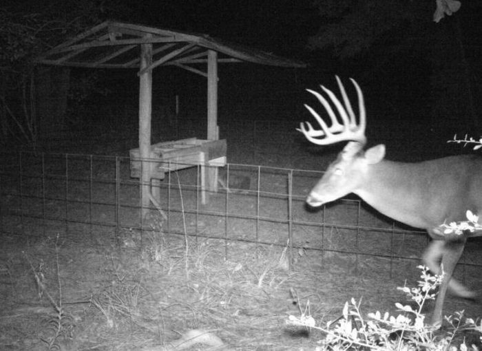 Mature bucks often don't visit a feeder until dusk or after dark.