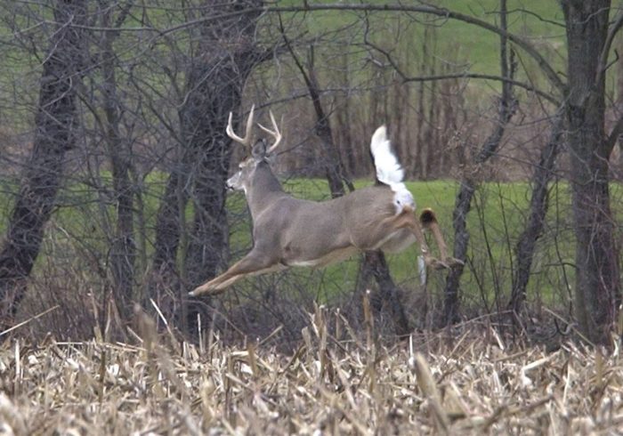 running buck deer