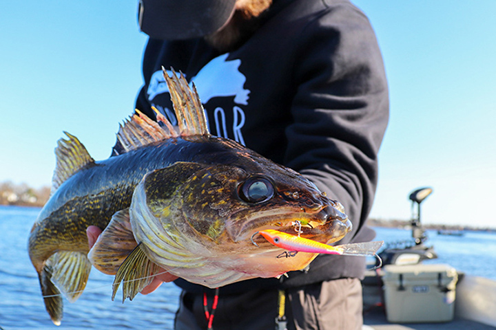 ANGLING CURRENTS: Can't-Miss Techniques for Late-Summer and Early-Fall  Walleyes
