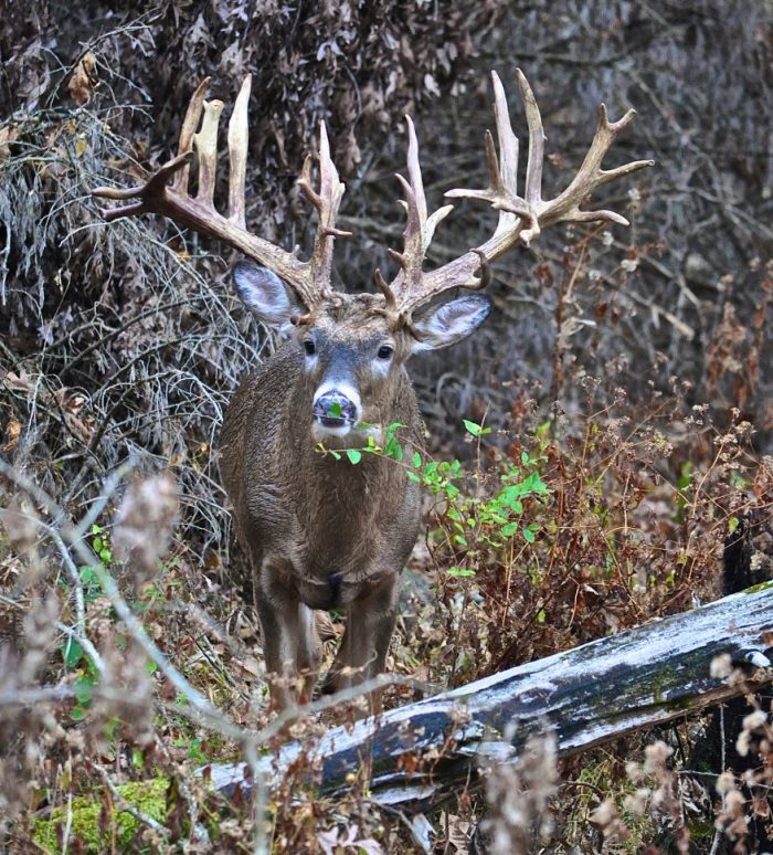 The sight of a buck such as this will bring on a case of "Buck Fever", no matter of your hunting experience.