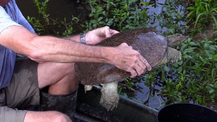 Soft shell turtle that we released.