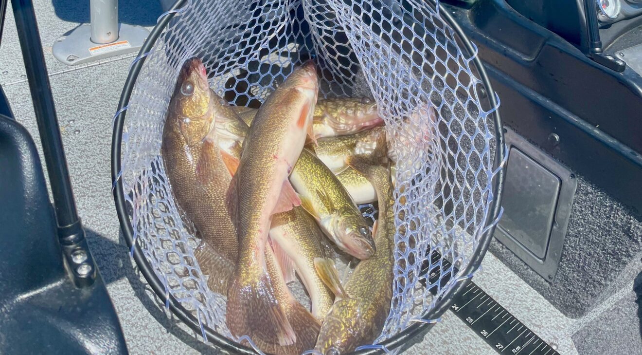 How to Catch and Cook Walleyes this June - International Sportsman