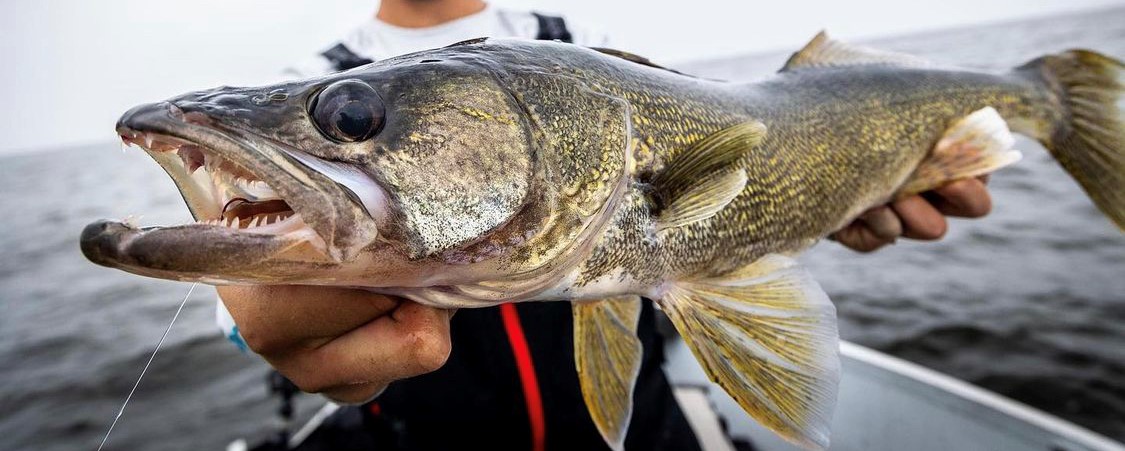 How to Catch and Cook Walleyes this June - International Sportsman