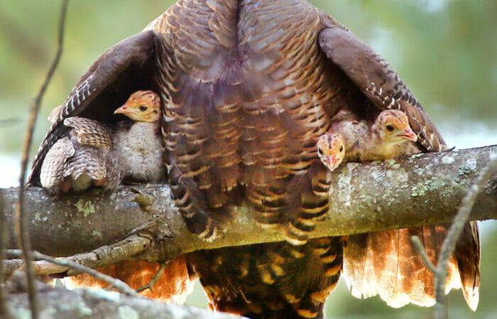 turkey with chicks