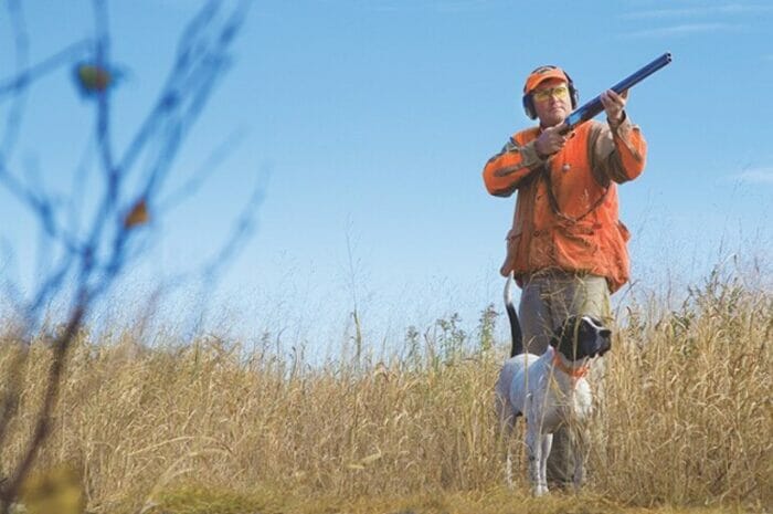 shotgun hunter in field with pointer dog wingshooting