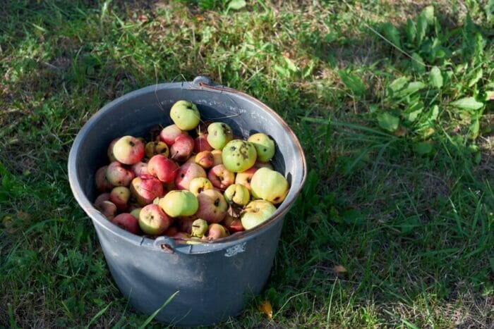 If apples are not native to the area there is a good chance that deer will avoid them.