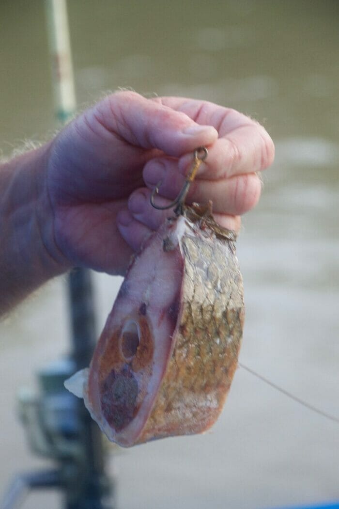 Chris Moody's favorite alligator gar bait is cut carp.