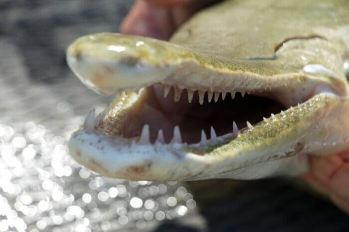 An alligator gar's toothy grin.