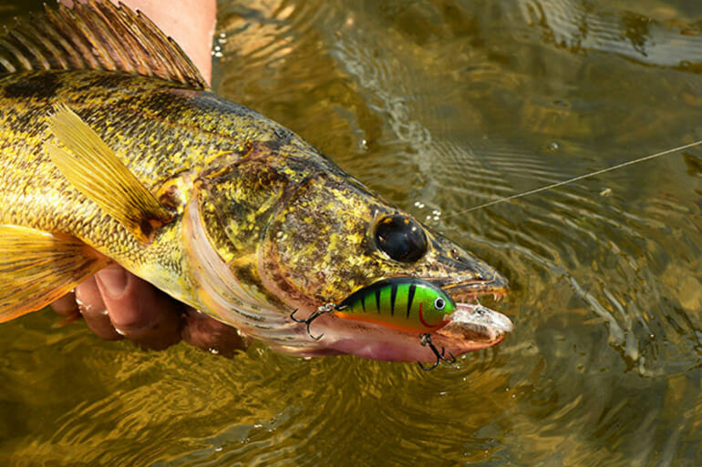 Deluxe Walleye Pink Tiger