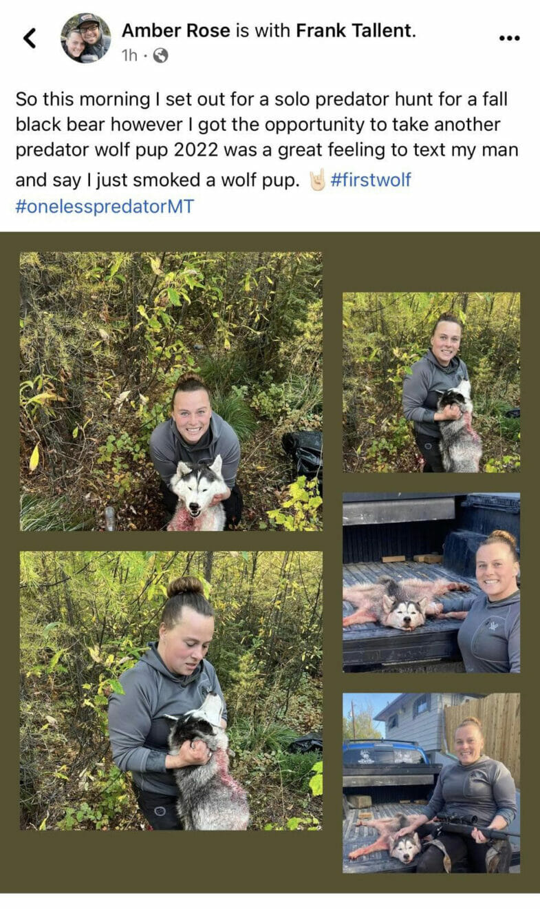 Woman Kills Husky Thinking it was a Wolf: Hunters Rightfully