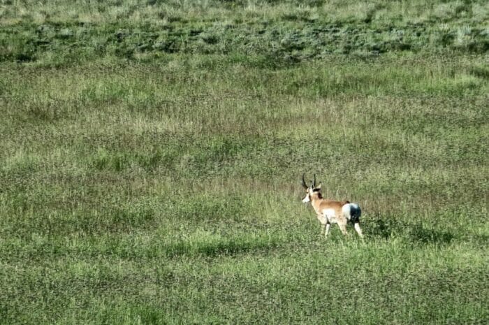 Distant pronghorn...nice..but notice the extremely fabulous range conditions.