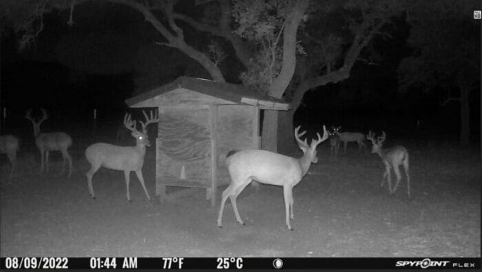 HD photo at night. Notice the deer in the background to the right.