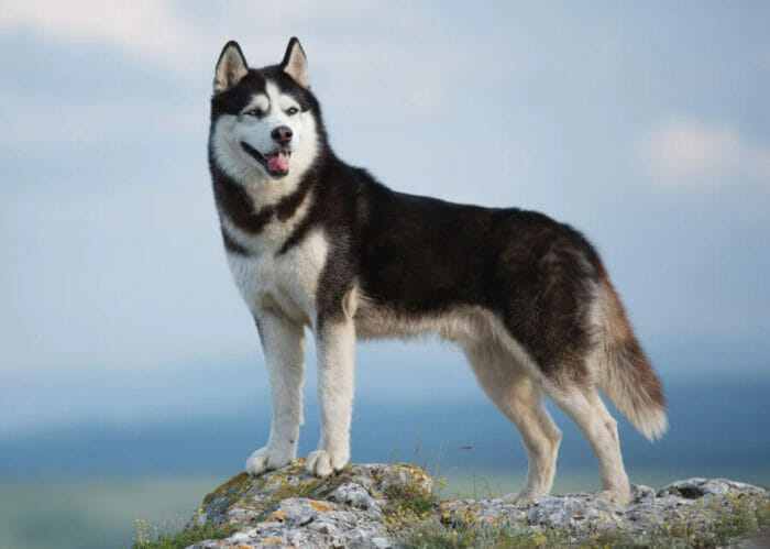 Siberian-Husky-dog