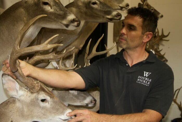 Double Nickle Taxidermy's Jon Wilson makes one final inspection of a mount before being picked up by a client.