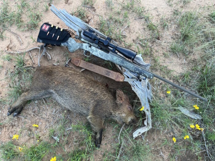 A wild pig taken with a Mossberg Partriot Predator in 7mm PRC, topped with a Trijicon scope and shooting Hornady's highly accurate and deadly Precision Hunter ammo.