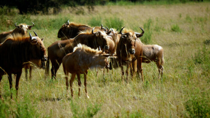 Herd of Golden Wildebeest