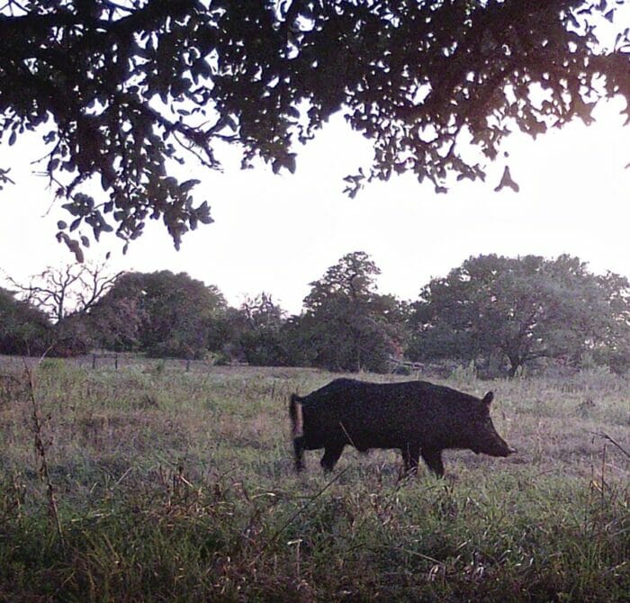 Wild hog are plentiful in many areas!