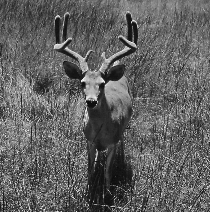 Until antlers are completely developed they tend to be bulbus at the tips of the growing tines or beam.