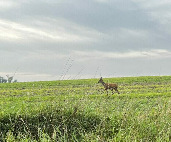 A young Roebuck trots away, unaware of the two-legged predators nearby