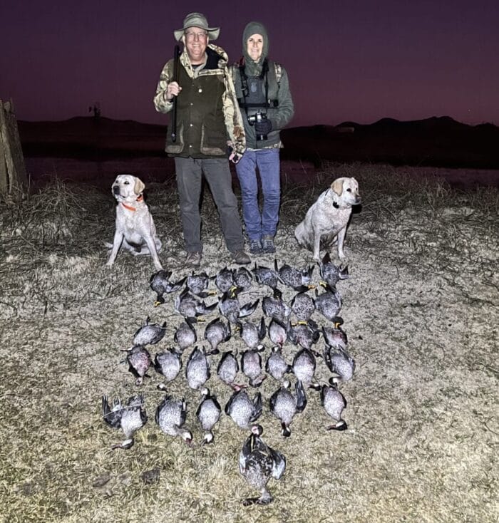 The author has never experienced better waterfowl hunting. His group knocked down over 30 ducks