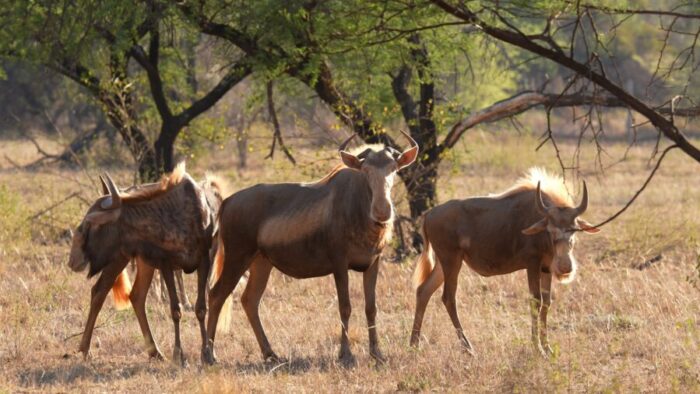 A group of young King Wildebeests watch from a distance.